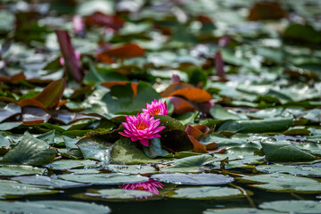 Pink water lily lotus in a pond