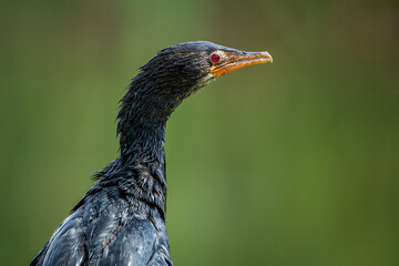 close up of a reed cormorant
