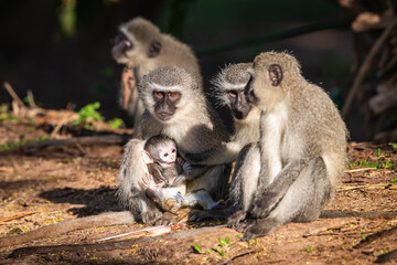 Family of vervet monkeys with a baby