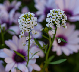 Spring blossoms of purple daisies