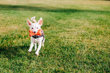 Small white Chihuahua mix dog running on grass with toy