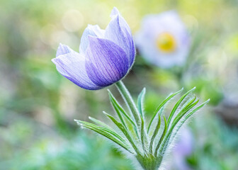 Purple pasqueflower wildflower close up detail shot with bokeh