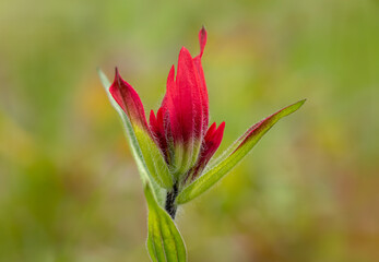 Vivid red Indian paintbrush wildflower close up on green background