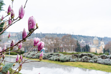 Blooming magnolia tree in the old town of Tbilisi - obrazy, fototapety, plakaty