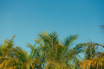 Fototapeta na wymiar Top of Palm Trees Against Blue Afternoon Sky