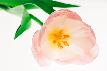 High key macro close up shot of pink tulip