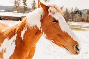 Close up shot of a spotted orange and white horse
