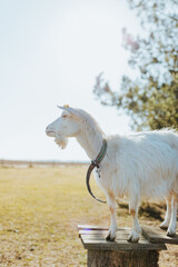 Obraz premium A goat standing on a wooden stool looking over a field