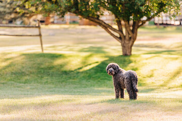 Black poodle standing on the lawn in the sun looking back at camera