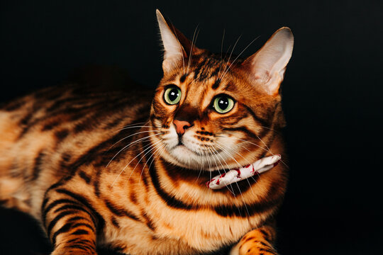 Low key studio portrait of handsome bengal cat wearing bowtie