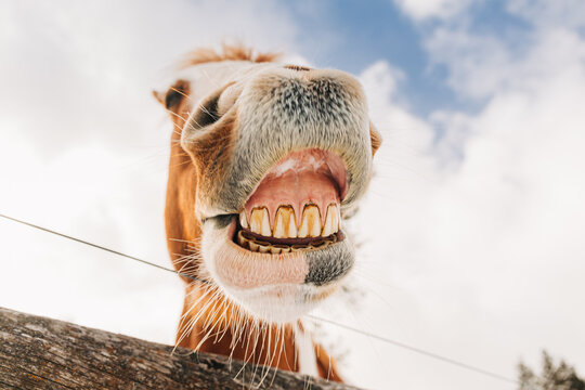 Close up shot of  a horses mouth smiling with big teeth