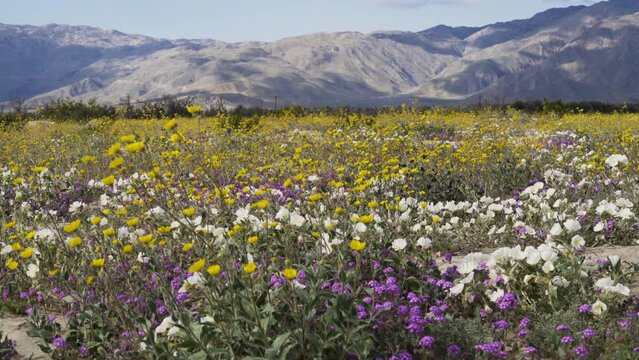 Desert wildflower super bloom in Anza Borrego Desert State Park, California