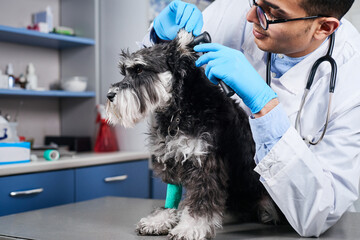Veterinarian checking up dog's ears with otoscope - obrazy, fototapety, plakaty