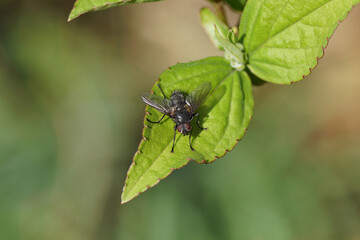 Close up blow fly Bellardia of the family blow flies, Calliphoridae on a leaf of a Deutzia. Dutch garden. Spring, March, Netherlands