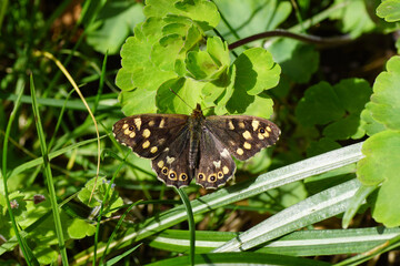 Close up Speckled wood (Pararge aegeria), family Nymphalidae. Sunbathing on leaves in the garden in spring. March, spring.