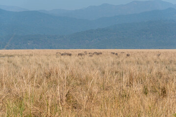 Vast savanna landscape in Jim Corbett national park.