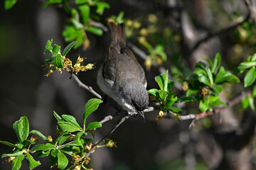 Klappergrasmücke // Lesser whitethroat (Curruca curruca / Sylvia curruca)