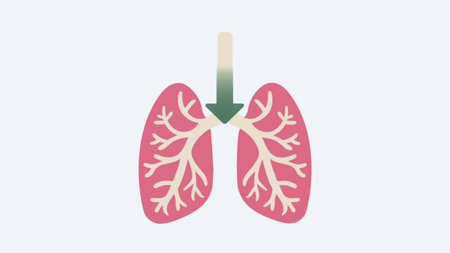 Respiratory diagram. Lung expand and retract. Exhale and inhale process