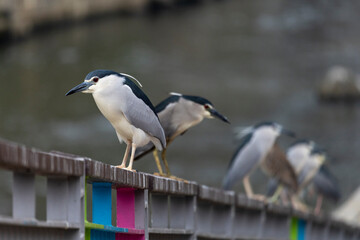 Group of the night herons stand on the stone railing in Hong kong