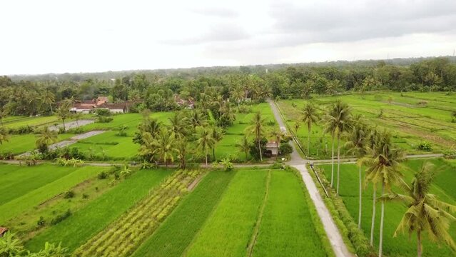 Aerial footage of a road junction in the middle of rice fields
