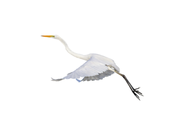 Beautiful flying Egret isolated on transparent background png file