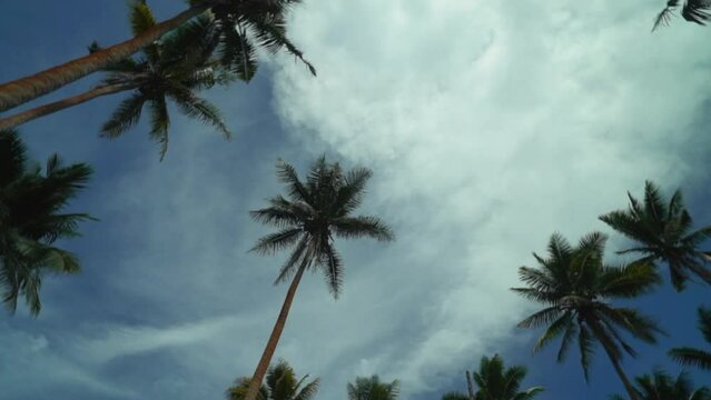 Costal Fiji palm coconut trees rainforest Tavarua Falls waterfall beach walk tropical jungle mountain Taveuni green Garden Island sunny cloudy panorama nature landscape scenery looking up circle right