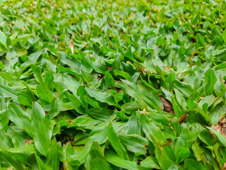 Axonopus grass, also known as mini elephant grass. Grass for a selective focus background.