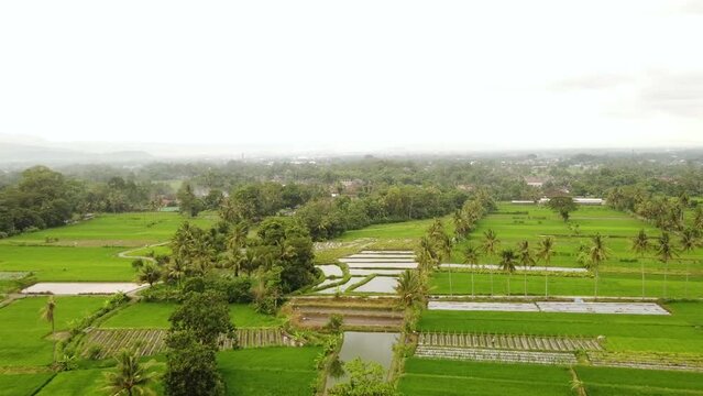 The beauty of rice fields and fisheries in the afternoon