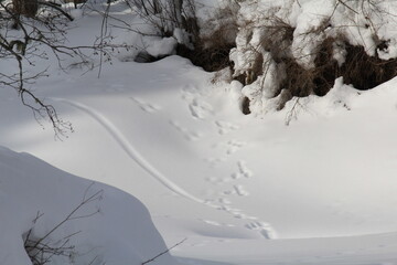 small river bed with traces of animals on a sunny winter day