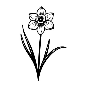 Black and white Daffodil clip art