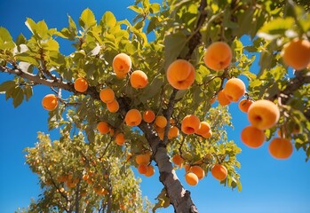 Apricot trees filled with vibrant orange apricots, under the clear blue sky of a sunny summer day, the fruit glowing in the sunlight, generative AI