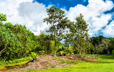 Fototapeta na wymiar Ho'omaluhia Botanical Garden on Oahu island, Hawaii