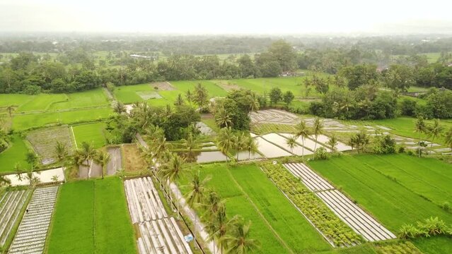 Rice fields on a beautiful afternoon