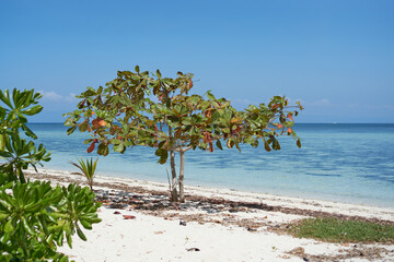 Tree in Isola sland in Bohol, Philippines