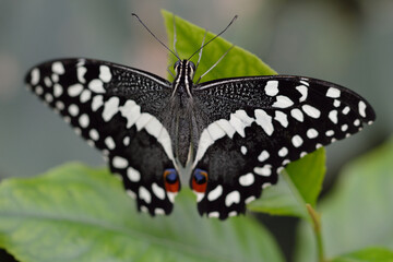 butterfly on a flower