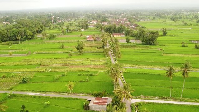 The atmosphere of the road surrounded by rice fields