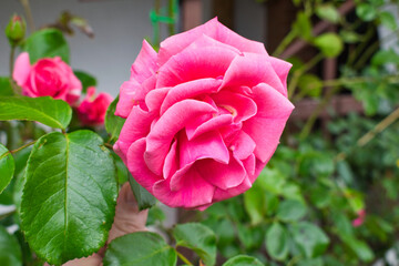 a pink rose in full bloom