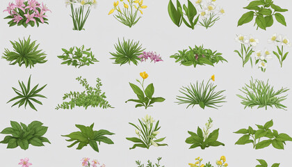 collection of herbs flowers isolated on a transparent background colorful background - obrazy, fototapety, plakaty