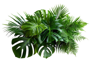 Fototapeta na wymiar Tropical foliage plant bush (Monstera, palm leaves, and Bird's nest fern) floral arrangement indoors garden nature backdrop isolated on white with clipping path.