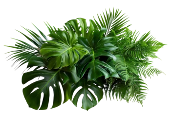 Tuinposter Monstera Tropical foliage plant bush (Monstera, palm leaves, and Bird's nest fern) floral arrangement indoors garden nature backdrop isolated on white with clipping path.