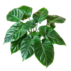 Heart shaped dark green leaves of philodendron “Emerald Green” tropical foliage plant bush isolated on white background, clipping path included. - obrazy, fototapety, plakaty