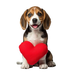 Beagle Puppy Holding Red Heart Shaped Pillow