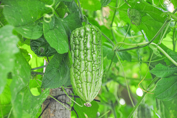 Bitter melon in greenhouse from polythene plastic on an agricultural field.