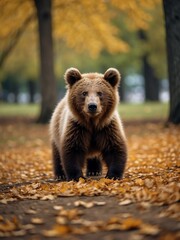 Obraz premium portrait of a baby brown bear on outdoor park in city at autumn with trees on background looking at camera from Generative AI