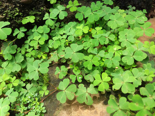 Pilea microphylla and clover on the ground