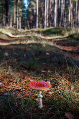 Red mushroom toadstool in the forest - 771291859
