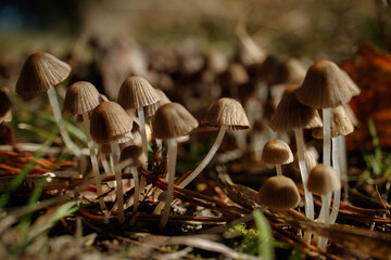 Tintlings mushrooms on a green meadow - 771292699