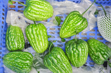 Bitter melon in greenhouse from polythene plastic on an agricultural field.