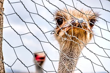 Zelfklevend Fotobehang portrait of an ostrich in a cage © Sady