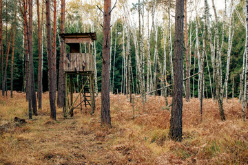 Autumn birch forest - 771294064